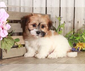 Havanese Puppy for sale in MOUNT VERNON, OH, USA