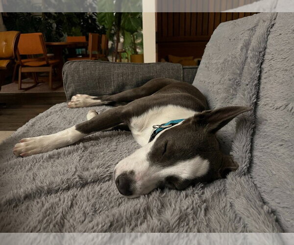 Medium Photo #4 Mutt Puppy For Sale in Salt Lake City, UT, USA