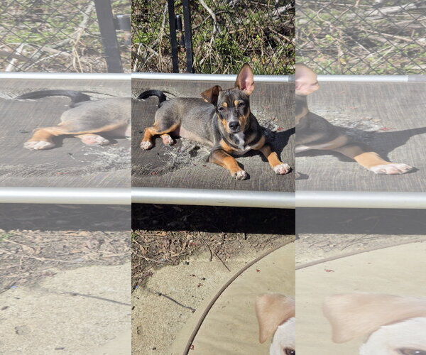 Medium Photo #4 Mutt Puppy For Sale in NYC, NY, USA