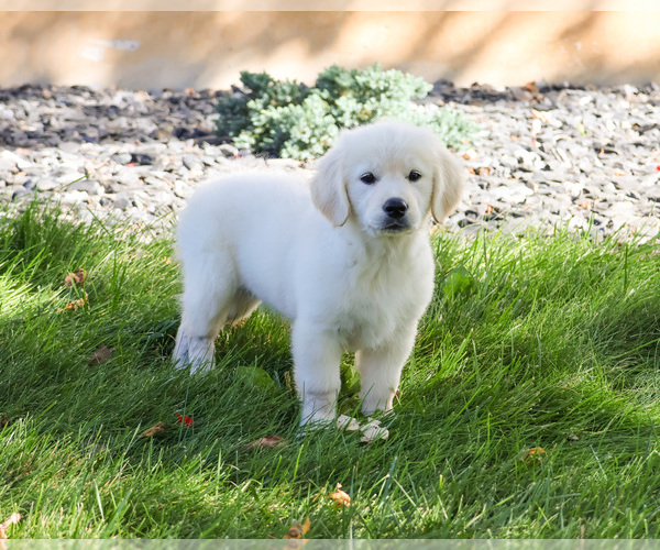 Medium Photo #2 Golden Retriever Puppy For Sale in SYRACUSE, IN, USA