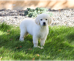 Small #1 Golden Retriever