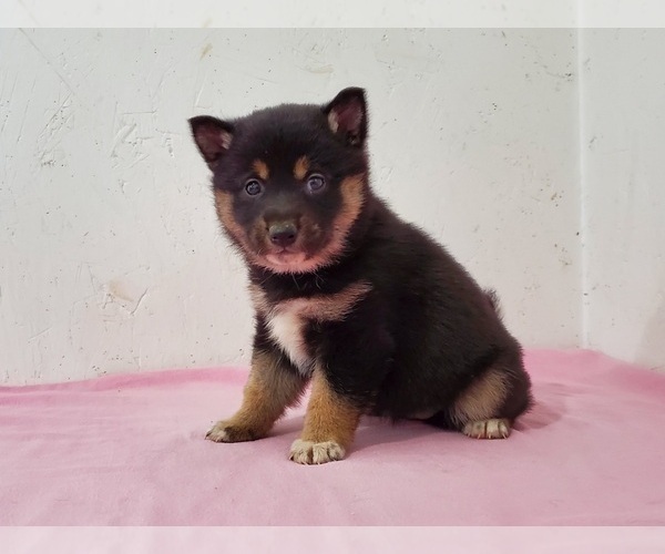 Medium Photo #7 Shiba Inu Puppy For Sale in CLARK, MO, USA