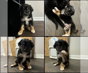 Miniature Australian Shepherd Puppy for sale in BROOKER, FL, USA