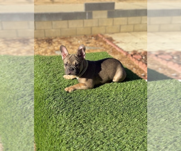Medium Photo #8 French Bulldog Puppy For Sale in BURBANK, CA, USA
