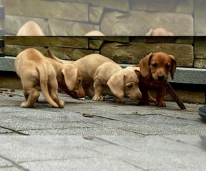 Dachshund Puppy for sale in WILLIAMSBURG, VA, USA