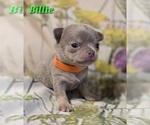 Small #4 Chihuahua