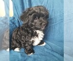 Small Photo #27 Morkie Puppy For Sale in HOLLAND, MI, USA
