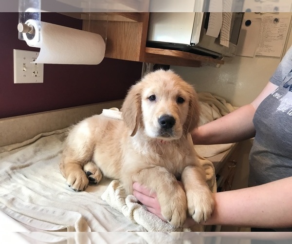Medium Photo #17 Golden Retriever Puppy For Sale in WEBSTER CITY, IA, USA