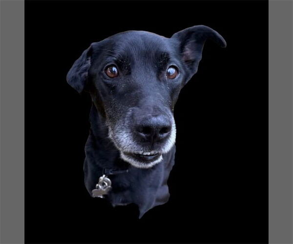 Medium Photo #3 Borador Puppy For Sale in Bellingham, WA, USA