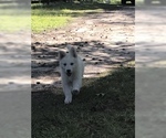Small Photo #6 German Shepherd Dog Puppy For Sale in MICANOPY, FL, USA
