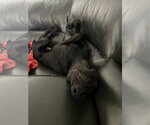 Small #12 Doberman Pinscher