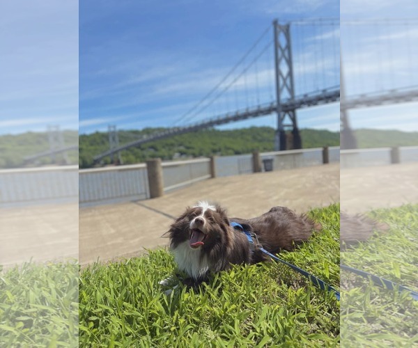 Medium Photo #3 Collie-Unknown Mix Puppy For Sale in Germantown, OH, USA