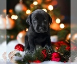 Small #1 Labrador Retriever