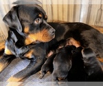 Small Photo #9 Rottweiler Puppy For Sale in PORTLAND, OR, USA