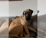 Small #5 Mastiff