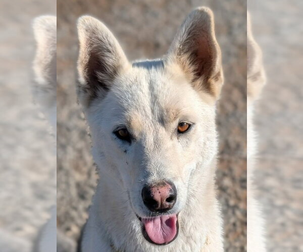 Medium Photo #1 German Shepherd Dog-Unknown Mix Puppy For Sale in Lake Forest, CA, USA