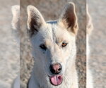 Diesel - (Courtesy Post) Adopt Me! - Male German Shepherd Dog-Unknown Mix Dog for Adoption - Small photo