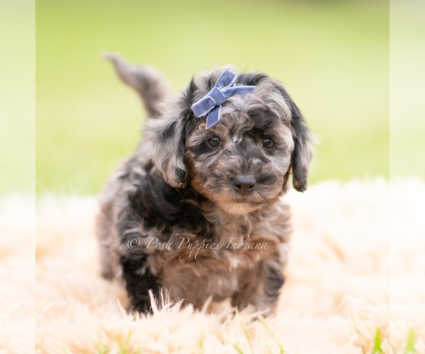 Medium Photo #4 Goldendoodle (Miniature) Puppy For Sale in WARSAW, IN, USA