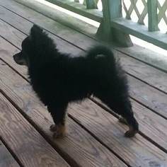 Pomsky Puppy for sale in WARRIOR, AL, USA