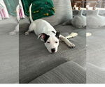 Small #3 American Pit Bull Terrier-American Staffordshire Terrier Mix
