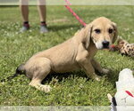 Small #1 Labrador Retriever