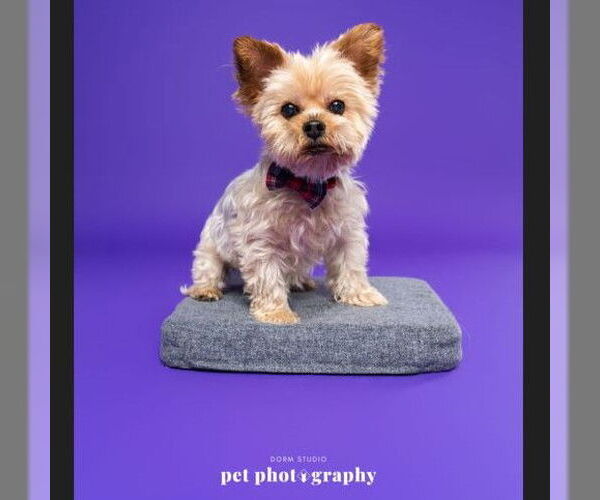 Medium Photo #2 Mutt Puppy For Sale in Fargo, ND, USA