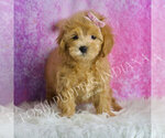 Small #1 Maltipoo (Toy)