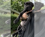 Puppy ZaZa Cane Corso