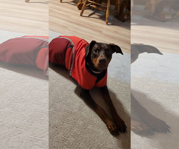 Medium Photo #7 Doberman Pinscher Puppy For Sale in Minneaoplis, MN, USA