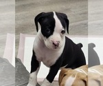 Puppy Puppy 6 Boxer