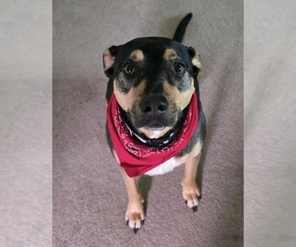 Medium Photo #6 Mutt Puppy For Sale in New York, NY, USA