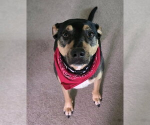 Kiwi (GA) - Female Mutt Dog for Adoption - Photo #6