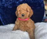 Small Photo #58 Goldendoodle (Miniature) Puppy For Sale in SAN FERNANDO, CA, USA