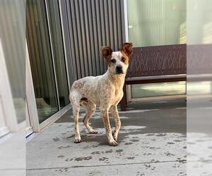 Australian Cattle Dog-Unknown Mix Dogs for adoption in Brighton, CO, USA