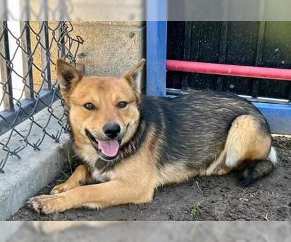 Medium Photo #2 Mutt Puppy For Sale in Riverside, CA, USA