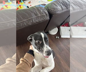 Borador Dogs for adoption in Aurora, IN, USA