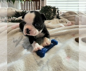 Boston Terrier Puppy for sale in CARLISLE, PA, USA