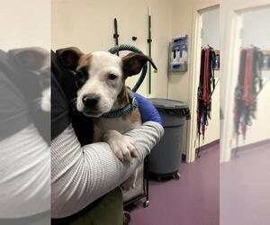 Mutt Dogs for adoption in Long Beach, CA, USA