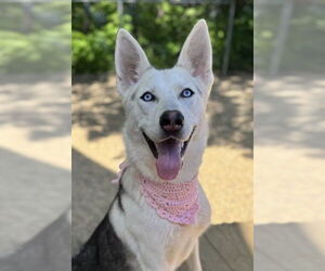 Fenrir - Female Siberian Husky Dog for Adoption - Photo #2