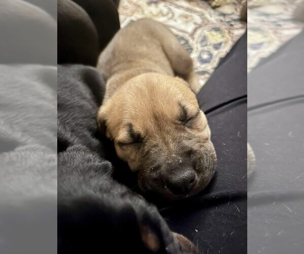 Medium Photo #2 Labrottie Puppy For Sale in Brewster, NY, USA