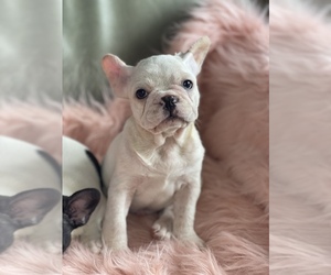 French Bulldog Puppy for sale in BOSTON, MA, USA