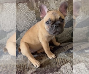 French Bulldog Puppy for sale in SEATTLE, WA, USA