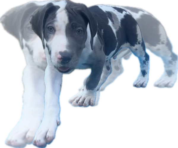 Medium Photo #12 Great Dane Puppy For Sale in WILLIS, TX, USA