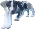 Small Photo #12 Great Dane Puppy For Sale in WILLIS, TX, USA