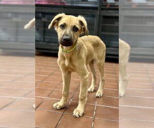 Golden Retriever-Unknown Mix Dogs for adoption in Jefferson, NJ, USA