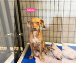 Small Photo #6 Beagle-Unknown Mix Puppy For Sale in Foristell, MO, USA