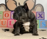 Small Photo #1 French Bulldog Puppy For Sale in HELENA, MT, USA