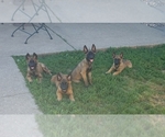 Small Photo #1 Belgian Malinois Puppy For Sale in ANKENY, IA, USA