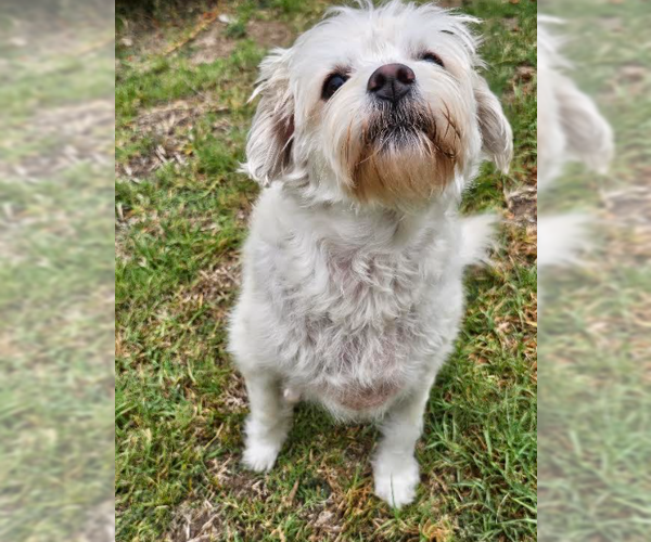 Medium Photo #1 Maltese-Unknown Mix Puppy For Sale in San Diego, CA, USA