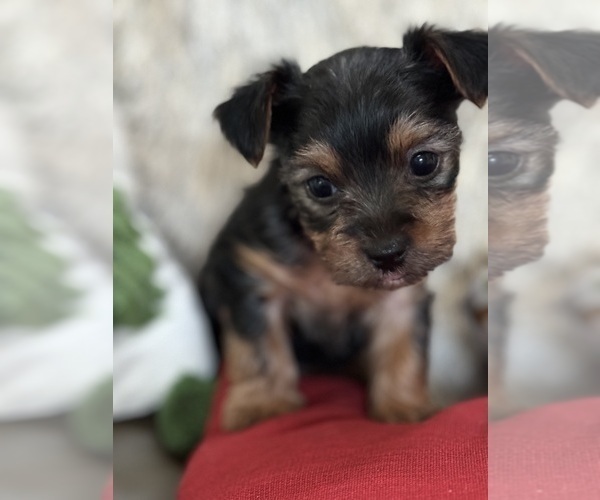 Medium Photo #2 Yorkshire Terrier Puppy For Sale in GILBERT, AZ, USA